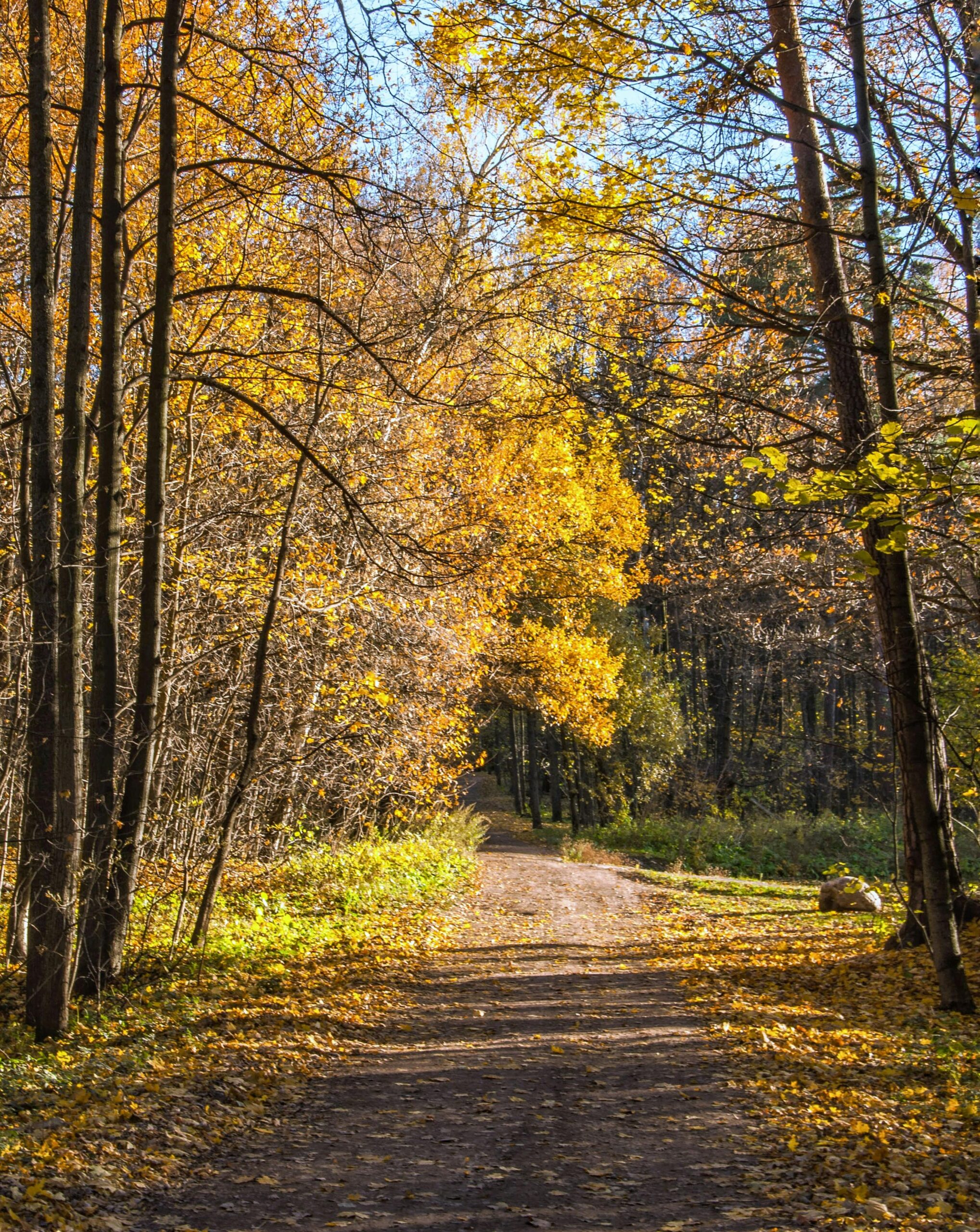 Scenic autumn forest with an unpaved path surrounded by golden leaves and trees.